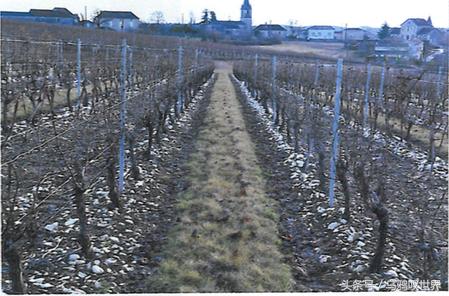 黑酒古法酿制技艺,法国三个工匠葡萄酒