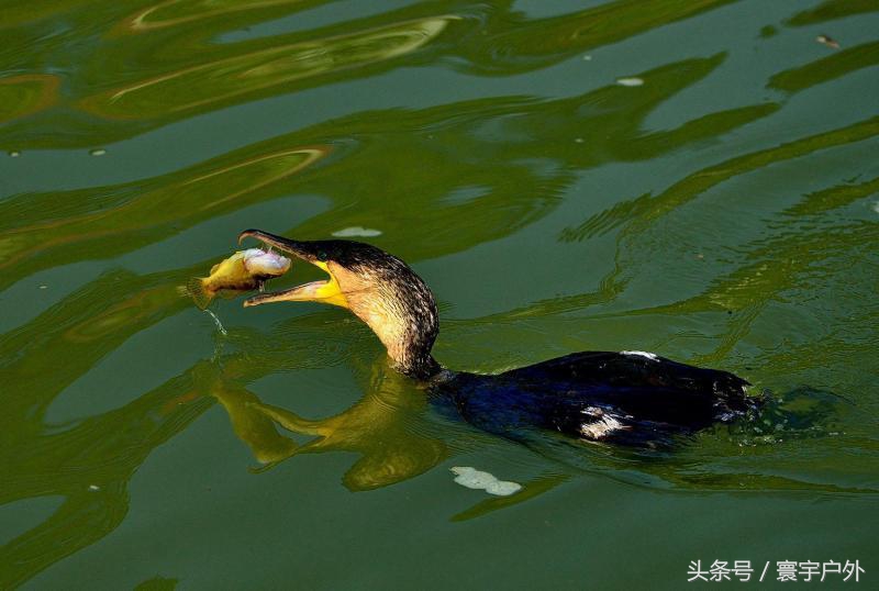靠着千年传承的鸬鹚捕鱼，他们登上了央视的大屏幕！（附视频）