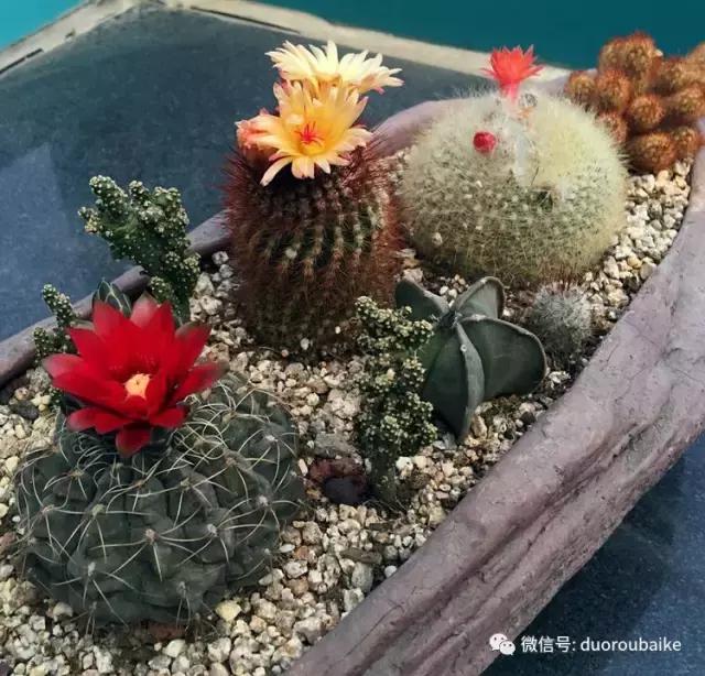 那些年我养过的多肉,这些年养过的花花草草