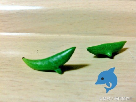 海豚嘴多肉,海豚风铃多肉