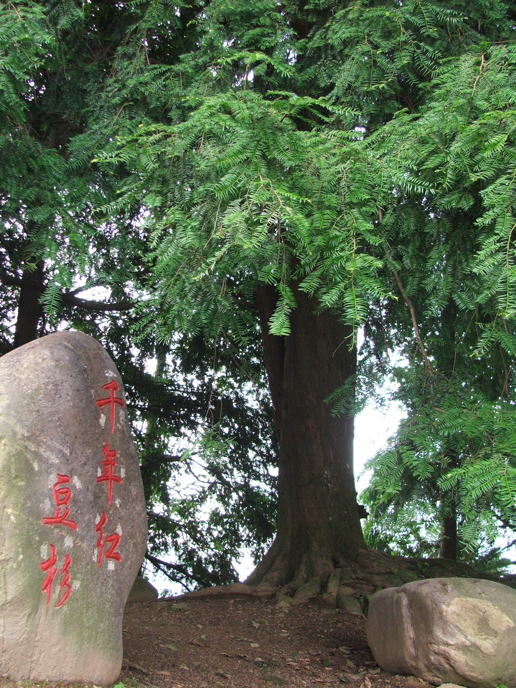 化疗时紫杉醇用进口的还是国产的,化疗紫杉醇是治哪种肿瘤的