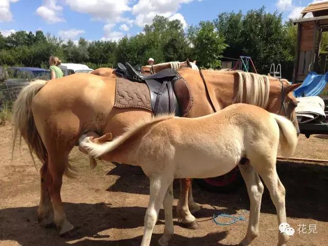 当90后都在为生活奔波还房贷，她却选择去法国农场铲马粪