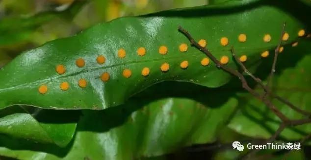 狼尾蕨造景方法,狼尾蕨的森林造景