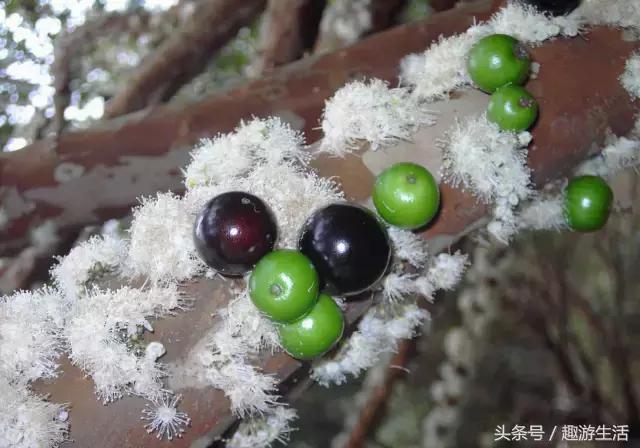 珍稀果种嘉宝果,珍稀福冈嘉宝果