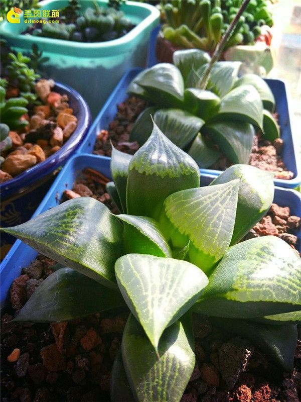 一个脚气患者的真实故事,关于癣有趣的故事