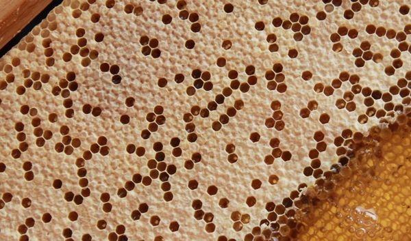 老百姓能吃到真蜂蜜吗,老百姓想喝点真酒就这么难吗