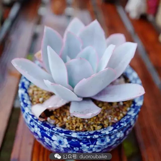 娇艳欲滴的多肉植物,春雨中多肉图片大全