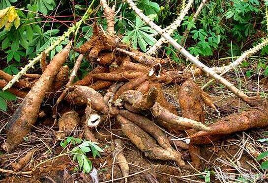 这五种美食吃的时候千万要小心，看了第一种就觉得农村太危险