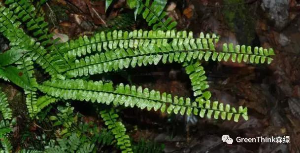 狼尾蕨造景方法,狼尾蕨的森林造景