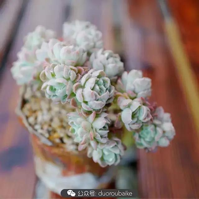 春雨多肉精品,包邮区的多肉