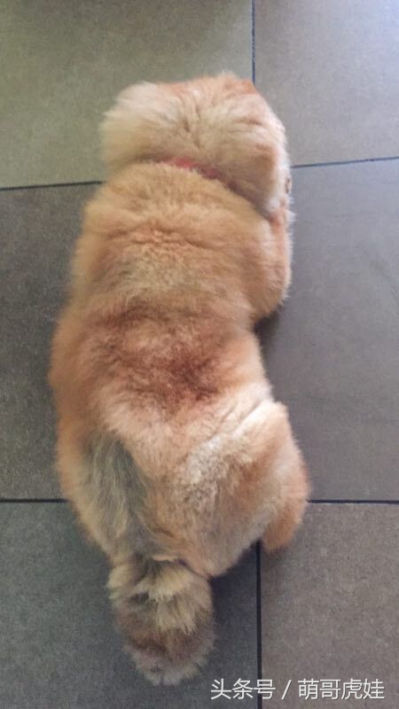 没有常识的家政阿姨竟然给汪星人吃海带,只因怕浪费害苦了宝宝