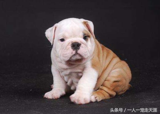 最可爱的四种宠物,10种最可爱的宠物狗