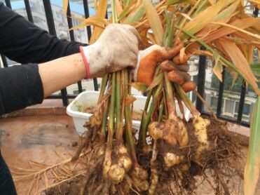 盆栽生姜最好的方法,盆栽生姜几月份收获