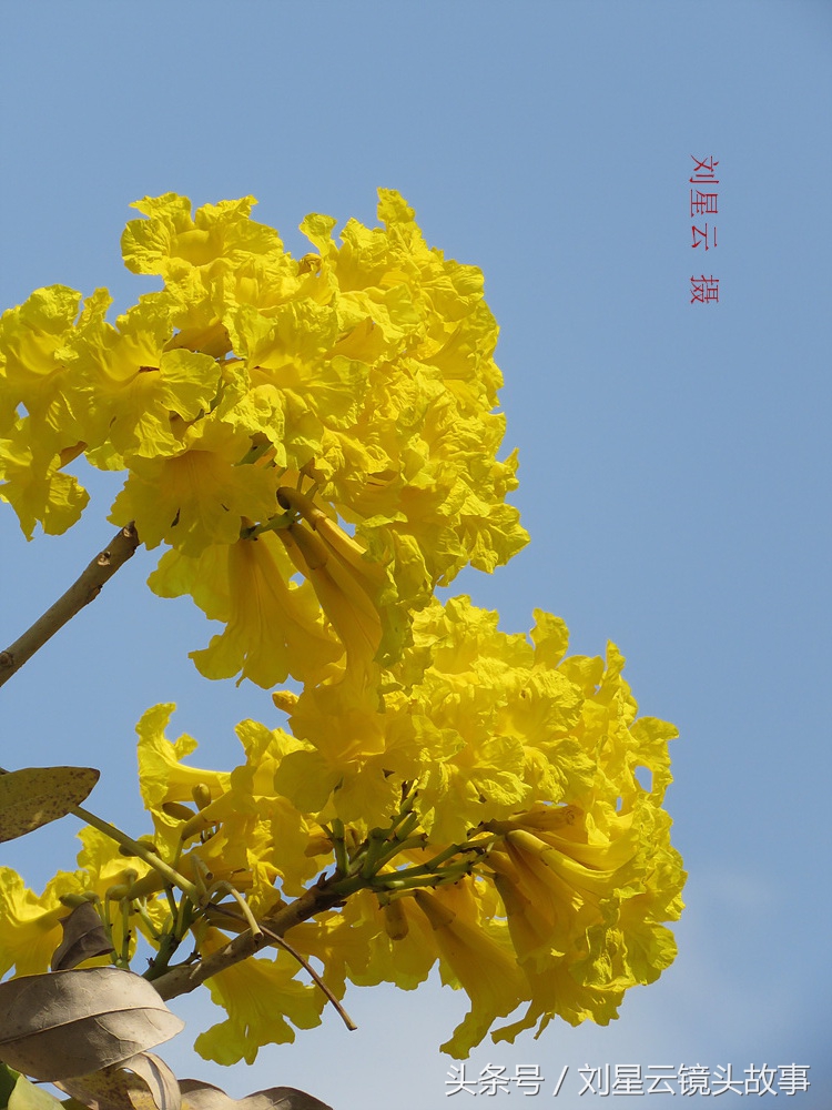 三亚黄花风铃花,三亚黄花风铃