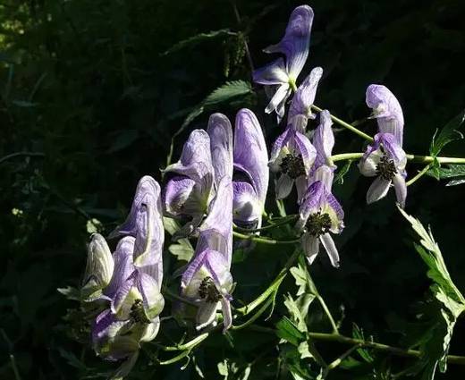鲅鱼圈附近哪里可以挖野菜,盖州鲅鱼圈挖野菜