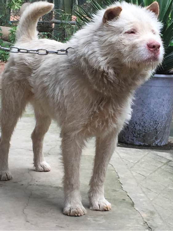 “中华名猎”下司犬：几近灭绝的国产品种，很多比大熊猫还要珍贵