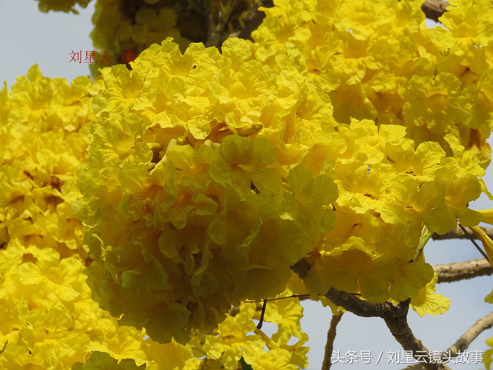 三亚黄花风铃花,三亚黄花风铃