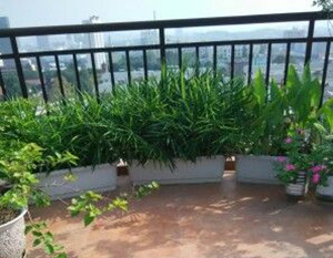 生姜在花盆里种几年才能长成老姜,家里花盆生姜种植技术大全