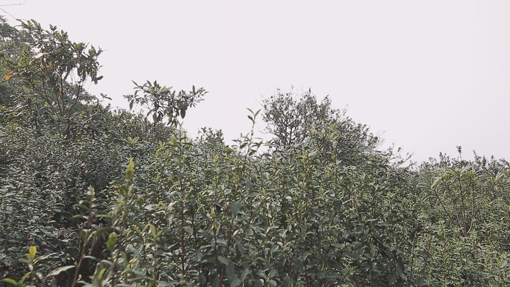 云南碧螺春和苏州碧螺春的区别,苏州哪里可以买到真正碧螺春