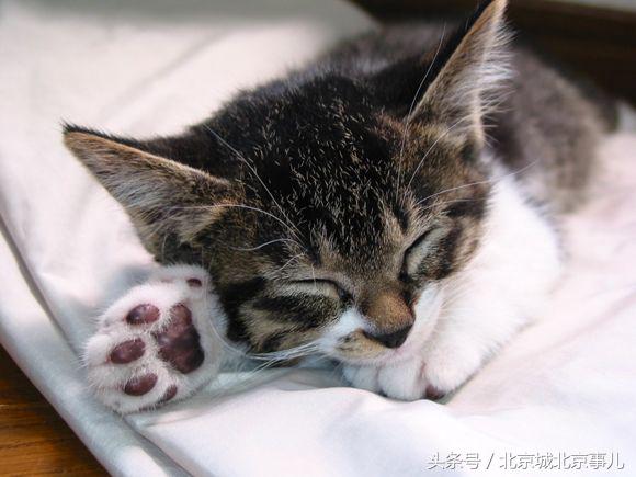 老北京人喜欢什么宠物,老北京人爱玩什么宠物