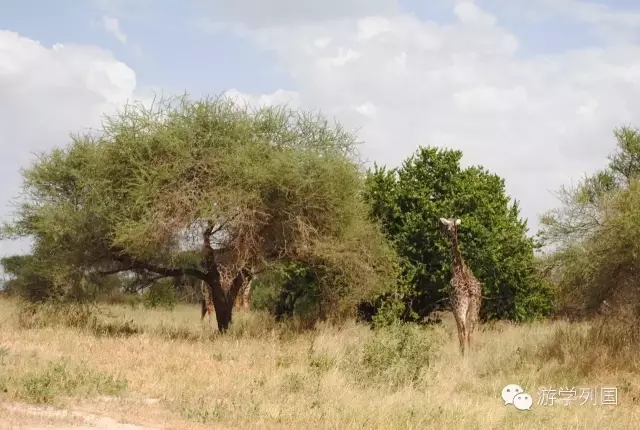 一生必去一次的非洲坦桑尼亚｜回归狂野