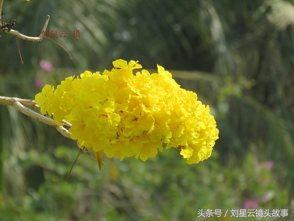 三亚黄花风铃花,三亚黄花风铃