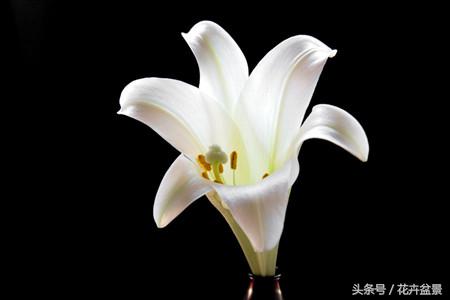 百合花象征什么百年好合,百合花图片大全家里养百合花好吗