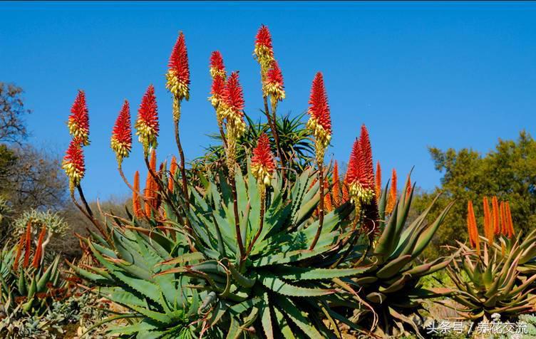 养了十多年的芦荟,芦荟盆栽种植阳台好吗