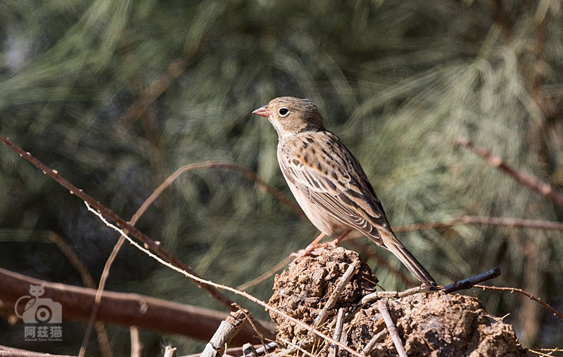 以色列,闯入“禁区”的观鸟人