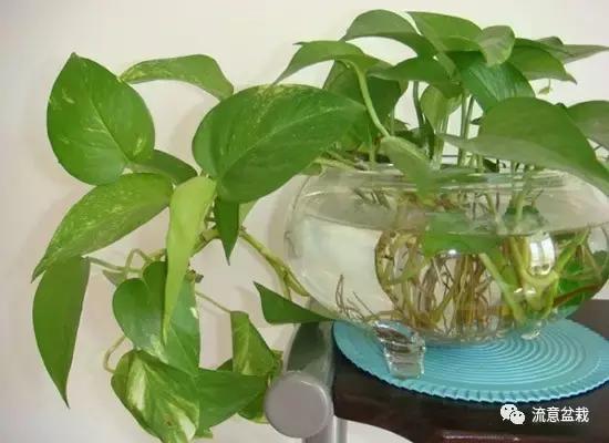 绿萝怎么水培养能快速爆盆,绿萝怎么水培才能爆盆和爬满墙