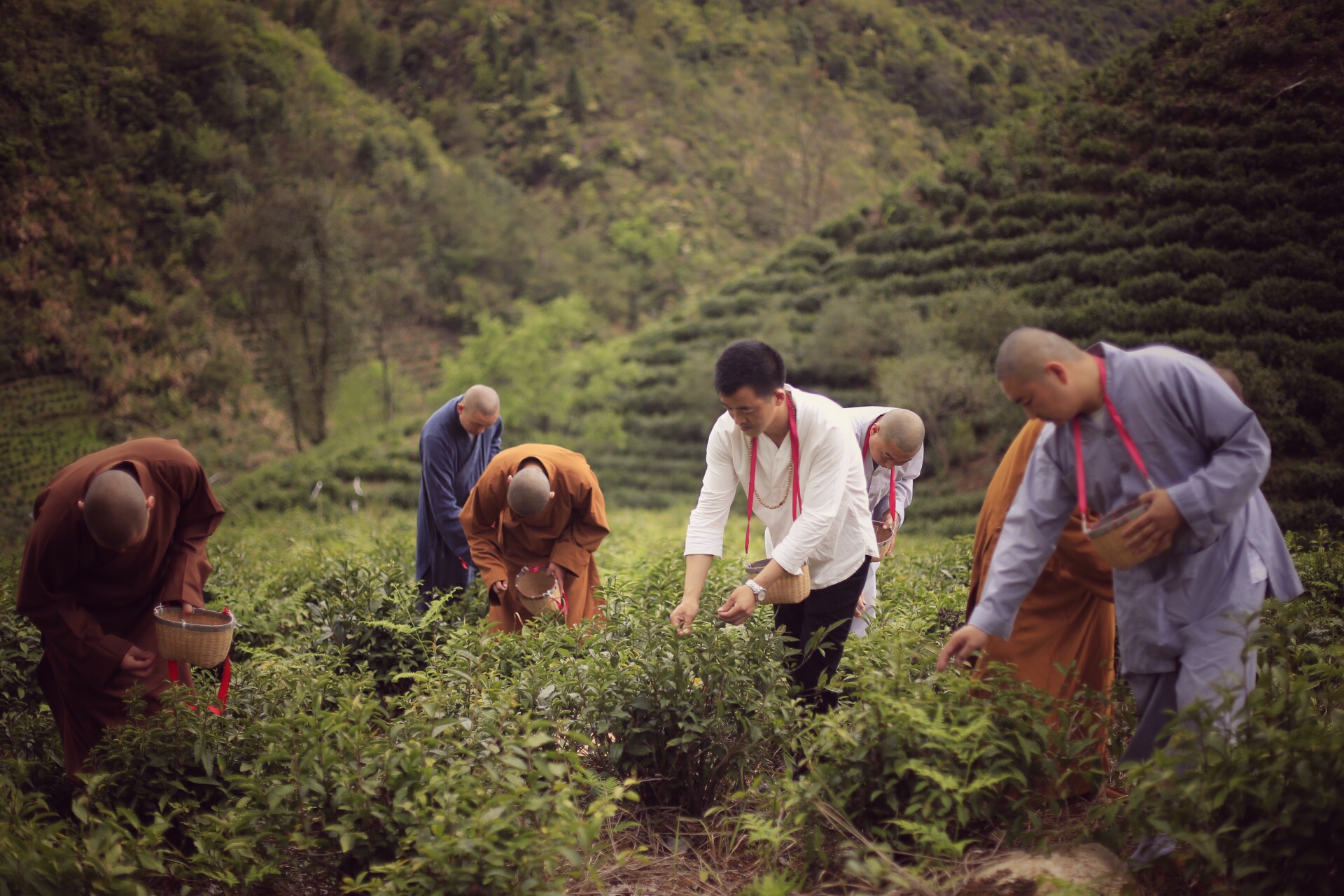 一个四月下午，一个僧人，一个茶商的故事