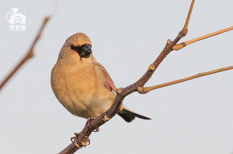 中东荒漠中的“特殊旅行”