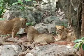 长隆野生动物园自驾游导游,广州长隆野生动物园有导游吗
