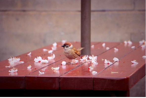 春季手机摄影大赛,摄影有哪些大赛