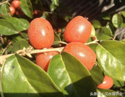 为什么羊奶果会叫羊奶果,羊奶果种子种下去能长羊奶果吗