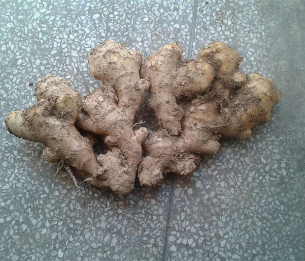 种姜前应该怎样处理姜种才能高产,生姜怎样种植才能出姜率高