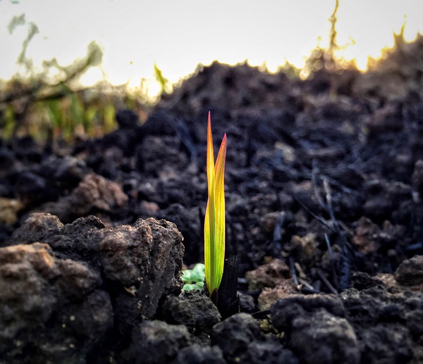 春季手机摄影大赛,摄影有哪些大赛