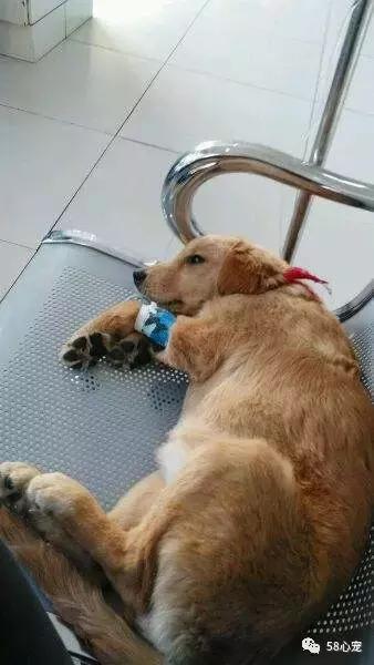 我是怎样把狗狗养死的（二）：我只是给它洗了个澡啊