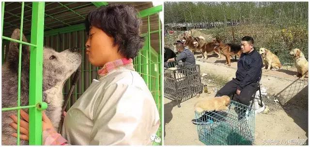 狗贩子VS繁育者,买狗狗究竟该找谁?