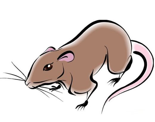 96年女孩属鼠婚配哪个生肖最好,属鼠的人应该婚配什么属相最好