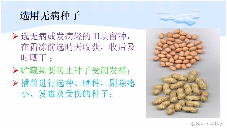 马上开始播种花生,快要种花生了