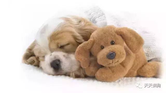 狗狗穿鞋有害吗,狗狗第一次穿鞋