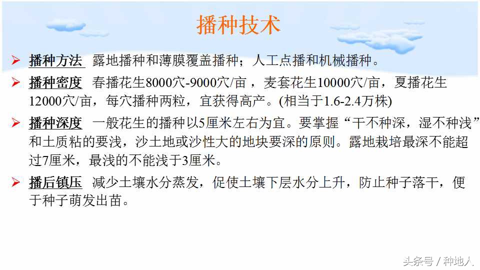 马上开始播种花生,快要种花生了