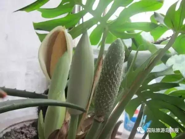 海南你没见过的水果,海南你没有见过的水果