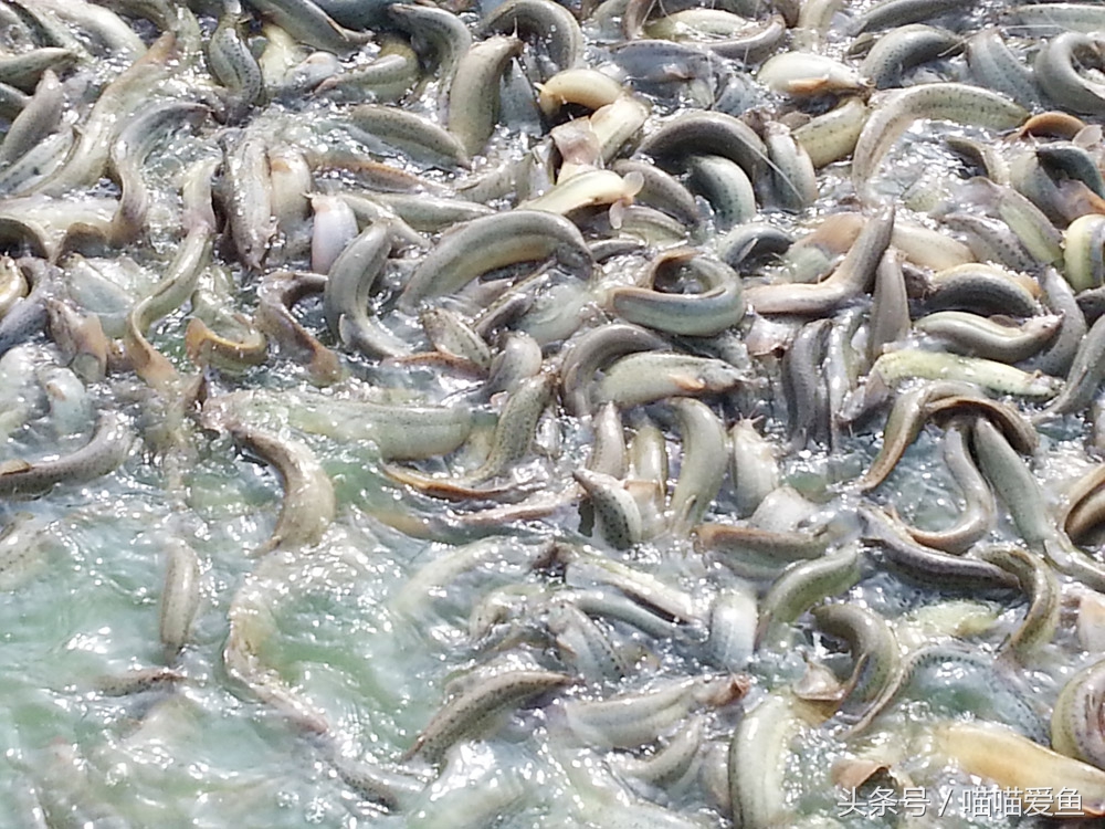 一亩地养泥鳅一年可以赚多少钱,养殖一亩泥鳅能赚多少钱