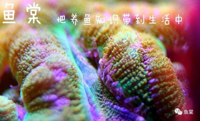 鱼缸里的水温度过高怎么办,风扇直接吹鱼缸能让鱼缸降温吗