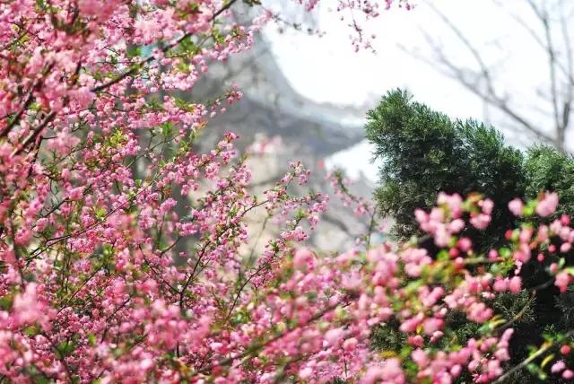 4月重庆飞哪里的机票便宜,五一重庆飞哪个海边的机票便宜