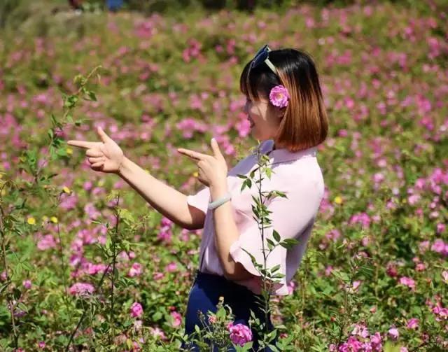成都周边玫瑰景点推荐一下,成都玫瑰花海一日游