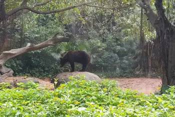 长隆番禺野生动物园攻略,番禺长隆野生动物园门票攻略