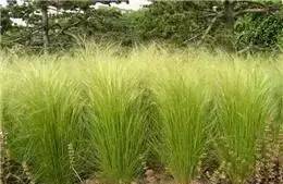 观赏草美景图片大全,观赏草叶